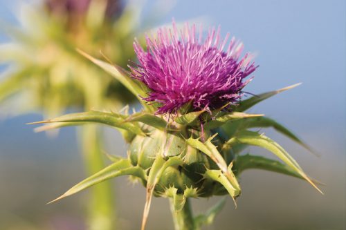 milk-thistle