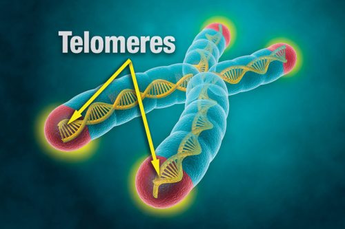telomere-arrows